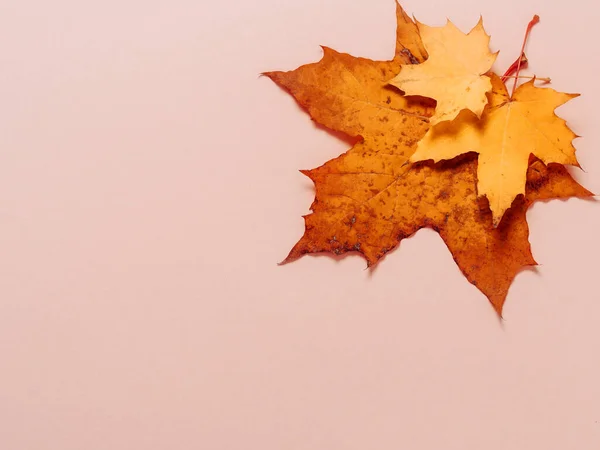 Bright Autumn Maple Leaves Beige Paper Background Seasonal Fall Composition — Stock Photo, Image