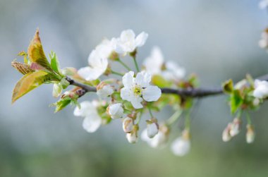 ilkbaharda kiraz çiçekleri çiçek görünümü kapatın