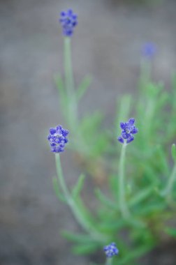 Yaz aylarında bahçe büyüyen lavanta görünümü kapatın