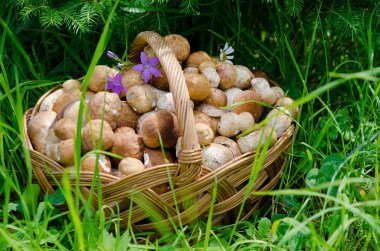 ormanda çiğ beyaz mantar ile sepet