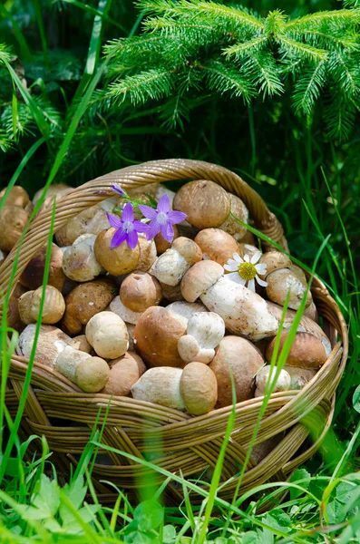 篮子与生白蘑菇在森林 — 图库照片