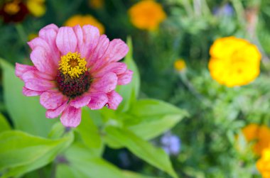 seçici odak yaz bahçesinde Pembe çiçek