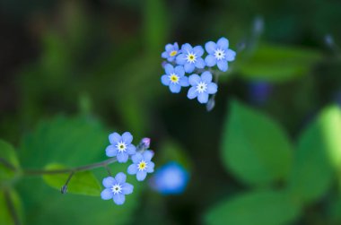 Taze mavi Çiçek bahçesinde değil unutmak