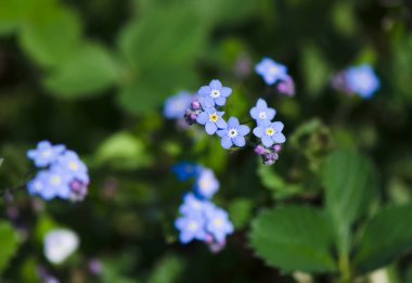 Taze mavi Çiçek bahçesinde değil unutmak
