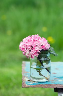 güzel ortanca çiçek görünümü kapatın