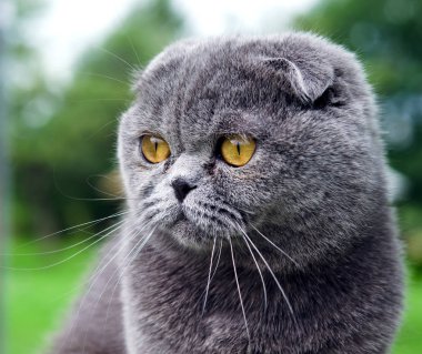 Scottish fold kedi yeşil çimenlerin üzerinde