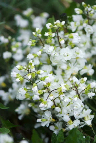 Close View Beautiful White Wildflowers Garden — Stock Photo, Image