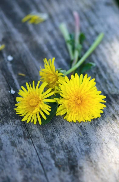 Gele Paardebloem Bloemen Grijze Houten Achtergrond — Stockfoto