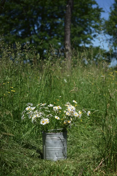 Vadon Élő Természetes Virágok Nyári Kert Vödör Csokor — Stock Fotó