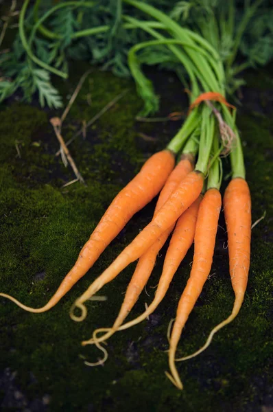 Закрыть Обзор Свежей Собранной Моркови — стоковое фото