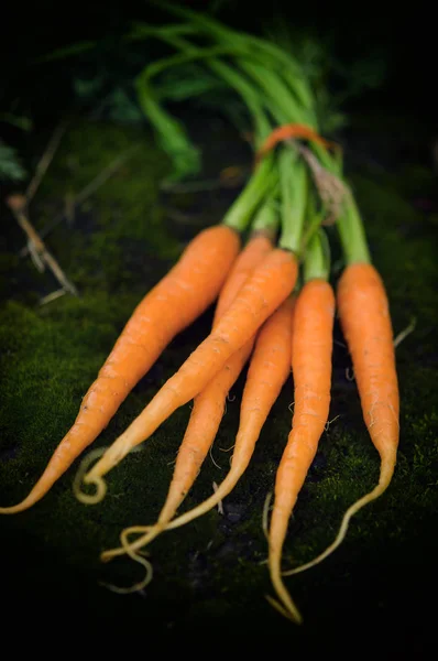 Закрыть Обзор Свежей Собранной Моркови — стоковое фото