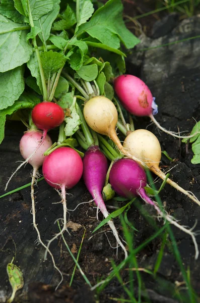 Red, Purple and White Radishes on wooden background