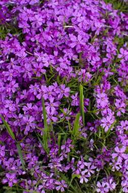 Yaz aylarında bahçe büyüyen güzel mor çiçekler görünümünü kapat 