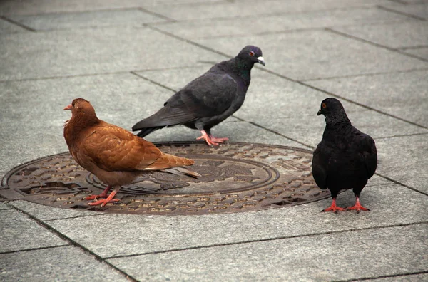 Three multi-colored pigeons — Stock Photo, Image