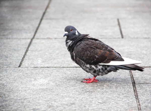 Lone wild dove — Stock Photo, Image