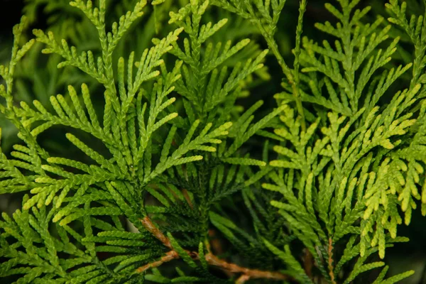 Thuja Nahaufnahme Hintergrund — Stockfoto