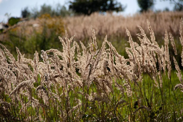 Summer day in the field, tall grass. Mountains, blue sky — Stock Photo, Image