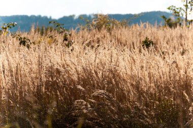Tarlada yaz günü, uzun otlar. Dağlar, mavi gökyüzü