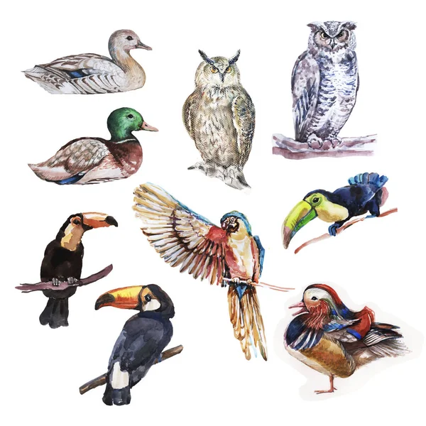 Set Mit Vögeln Vorhanden Handgezeichnete Aquarellillustration Elemente Einzeln Auf Weißem — Stockfoto