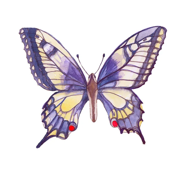 Set Colección Con Mariposas Ilustración Acuarela Dibujada Mano Los Elementos — Foto de Stock