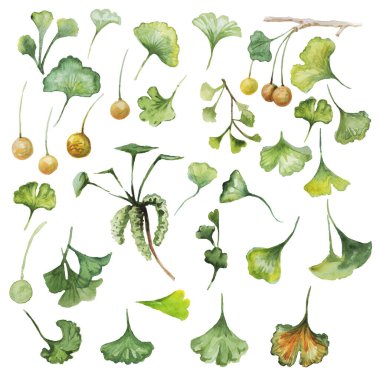  Ginko biloba desenli. El yapımı suluboya çizimi. Parmak izi, tekstil, kartpostal, kart, geçmiş. Tıbbi ve yararlı bitkiler. Eczane ve kozmetik. Botanik ve doğal malzemeler.