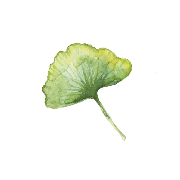 设置与Ginko Biloba 手绘水彩画 纺织品 明信片 药用植物和有益植物 药房和化妆品 植物学和自然成分 — 图库照片