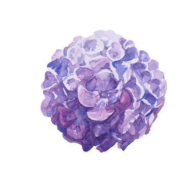 Ortanca mavi çiçekleri suluboya elle çizilmiş tekstil beyaz arka plan antika yaz mevsimi bitki örtüsü tebrik kartpostalları.