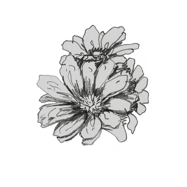 Ručně Kreslená Ilustrace Tužkami Květiny Kytice Poupata Okvětní Lístky Sedmikrásky — Stock fotografie