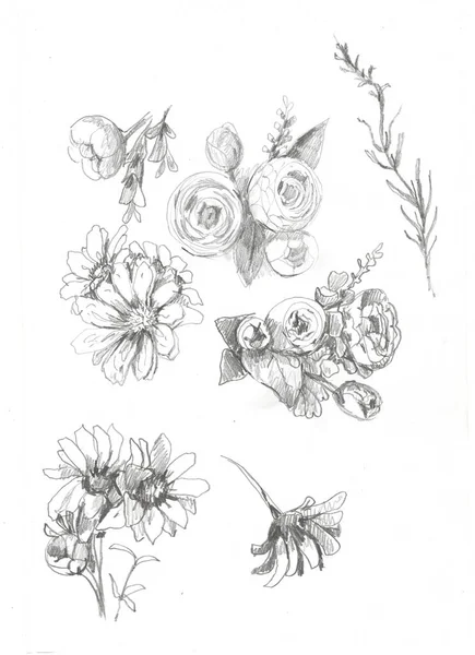 Χειροποίητη Απεικόνιση Μολύβια Λουλούδια Μπουκέτο Μπουμπούκια Και Πέταλα Μαργαρίτες Μαργαρίτες — Φωτογραφία Αρχείου