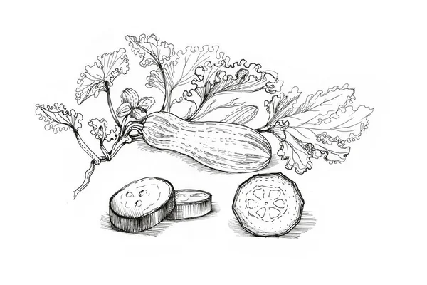Kabak resmi, elle çizilmiş. Çizim, karalama, çizim. Doğa, bahçe, bahçe. Konserve ürünleri. Mutfak, bulaşık, yemek. Sebze, meyve ve yapraklar. Vejetaryen yemeği. Vektör resmi.