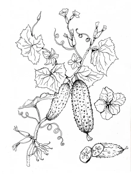 Cucumbers Graphic Hand Drawn Illustration Sketch Doodle Drawing Nature Garden — Stock Photo, Image