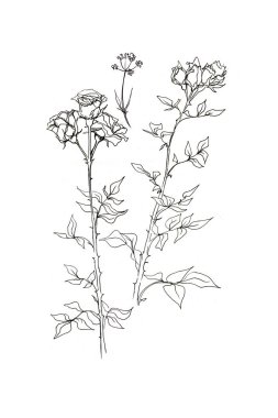 Güllerle sabitlenmiş. Grafiksel el çizimi illüstrasyon. Flora, botanik, çiçek, çiçekler, bitkiler. Doodle tarzı, eskiz, eskiz, antika. Kır çiçekleri.