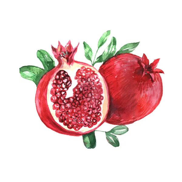 Narı beyaz arka planda tut. El çizimi suluboya çizimi. Eskiz stili, klasik, retro, gerçekçilik. Rengi kırmızı, bordo, yeşil. Sulu taze meyveler, güney, egzotik. Yazdırma, tekstil.