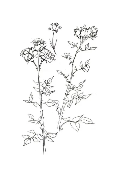 장미와 손으로 그래픽 일러스트 식물상 식물상 스타일 스케치 빈티지 — 스톡 사진