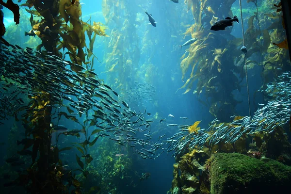 Kelp Forest vyer underifrån — Stockfoto