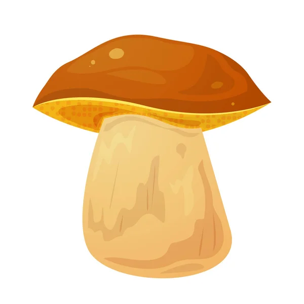 Boletus Edulis Edible Mushroom Vector Illustration Isolated Background — Stock Vector