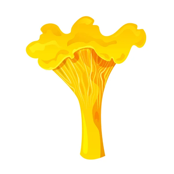 Chanterelle Edible Mushroom Vector Illustration Isolated Background — Stock Vector