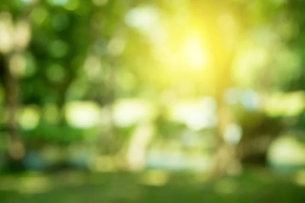 Güneşli soyut yeşil doğa arkaplanı