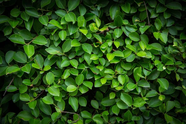 Padrão de fundo - Parede de folhas verdes ou fundo de Bush verde . — Fotografia de Stock