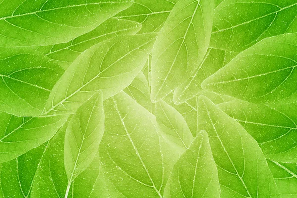 Abstract autumn green color background. Beautiful leaves texture — Stock Photo, Image