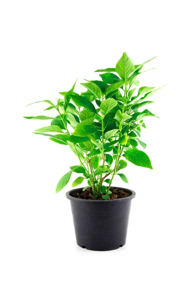 Tree plant in pots isolated on white background. — Stock Photo, Image