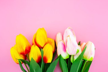 Pembe sırt üstü düz sarı lale çiçeği güzel