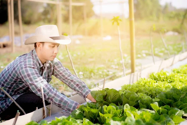 Asijský Mladý Muž Zemědělec Kontroly Držení Čerstvé Ekologické Zeleniny Hydroponické — Stock fotografie