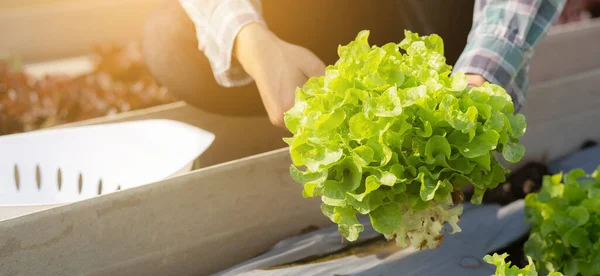 Closeup Hands Young Asian Man Farmer Checking Fresh Organic Vegetable — Stock Photo, Image