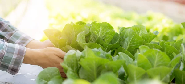closeup hands young man farmer checking and holding fresh organic vegetable in hydroponic farm, produce and cultivation green cos for harvest agriculture, healthy food concept, banner website.