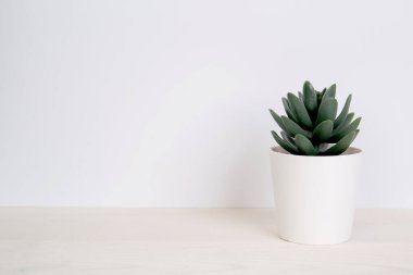 Tahta beyaz masa üzerinde mini bitki, masa üzerinde küçük bitki ve yaprak, kopyalama alanı, hiç kimse, evde dekorasyon için saksı içinde ağaç, doku arka plan, ilkbahar ve yaz.