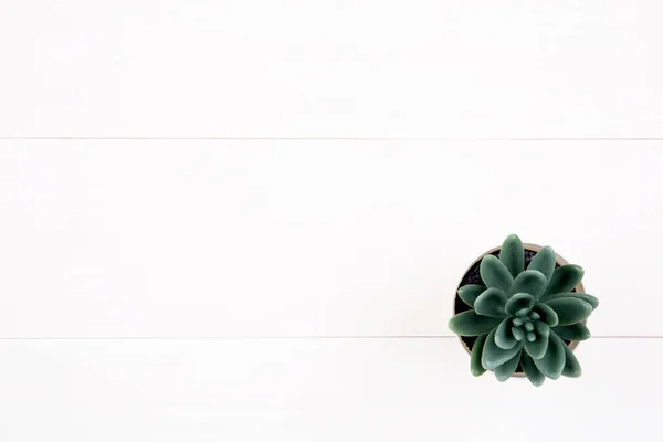 Mini Planta Suculenta Con Vista Superior Sobre Escritorio Blanco Madera — Foto de Stock