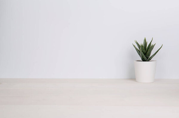 Mini plant succulent on wooden white desk, little plant and leaf in potted on table, copy space, nobody, tree in pot for decoration in home, texture background, spring and summer.