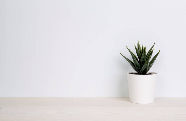 Mini plant succulent on wooden white desk, little plant and leaf in potted on table, copy space, nobody, tree in pot for decoration in home, texture background, spring and summer.