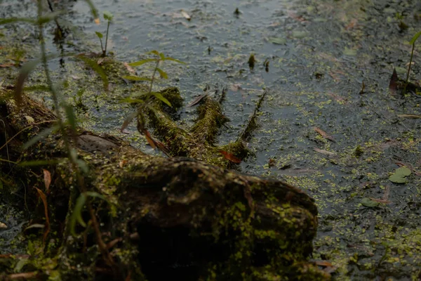 Lago Autunno Anatre Tina Alberi Ninfee Riva Ricoperta Palude — Foto Stock